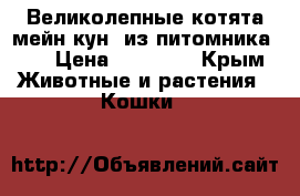 Великолепные котята мейн-кун  из питомникаWCF › Цена ­ 20 000 - Крым Животные и растения » Кошки   